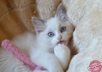 mle ragdoll blue bicolour - 10 semaines - Chatterie Ragdolls du Val de Beauvoir